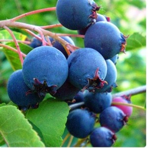 Ирга Хонивуд