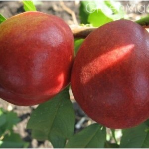 НЕКТАРИН САН ГЛОУ